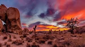Gravel riding near Joshua Tree